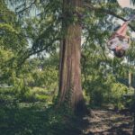 Een persoon hangt ondersteboven aan zijn benen aan een boomtak, omringd door weelderig groen en hoge bomen in een zonovergoten buitenomgeving.