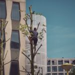 Een persoon klimt in een kale boom in een stedelijk gebied, omringd door moderne gebouwen met grote ramen op een heldere, zonnige dag.